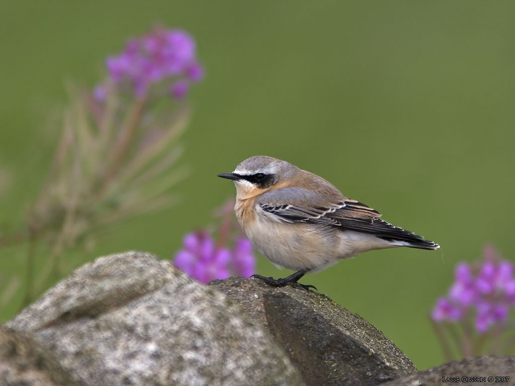 STENSKVTTA / NORTHERN WHEATEAR (Oenanthe oenanthe) - Stng / Close