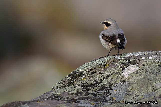 STENSKVTTA / NORTHERN WHEATEAR (Oenanthe oenanthe) - stor bild / full size