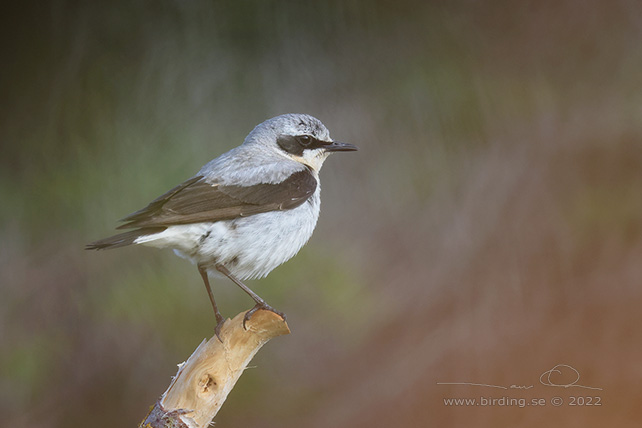 STENSKVÄTTA / NORTHERN WHEATEAR (Oenanthe oenanthe) - stor bild / full size