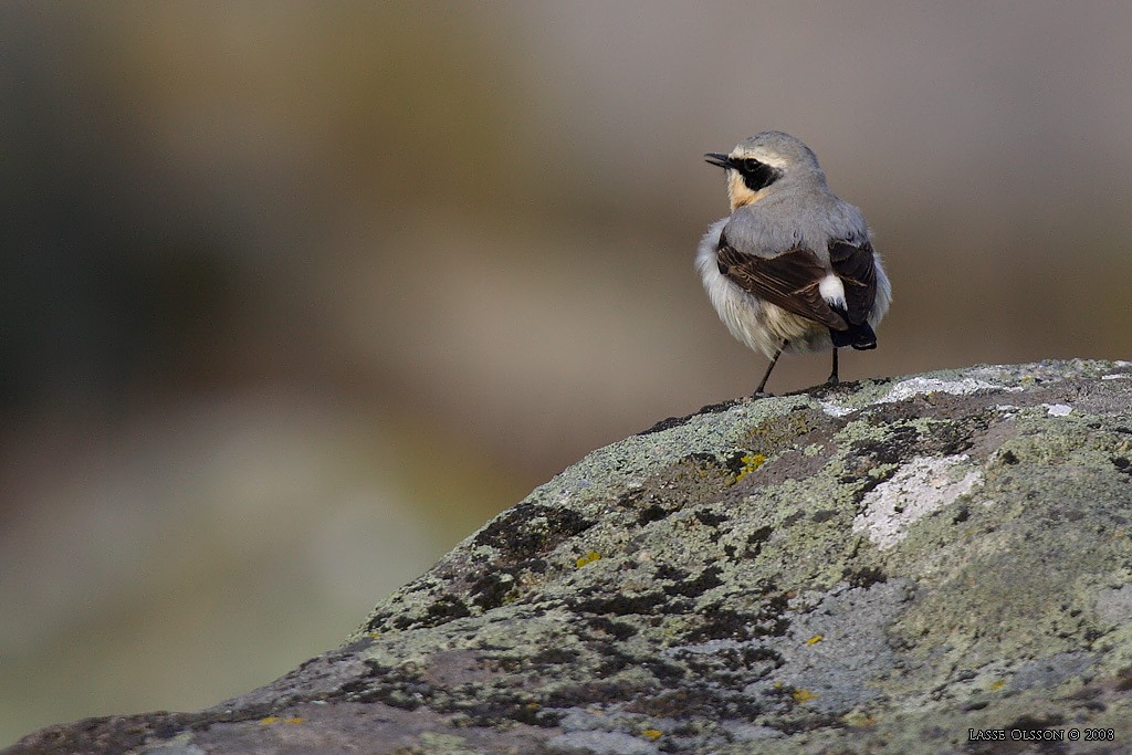 STENSKVTTA / NORTHERN WHEATEAR (Oenanthe oenanthe) - Stng / Close