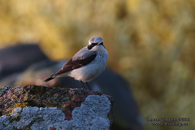 STENSKVÄTTA / NORTHERN WHEATEAR (Oenanthe oenanthe) - stor bild / full size