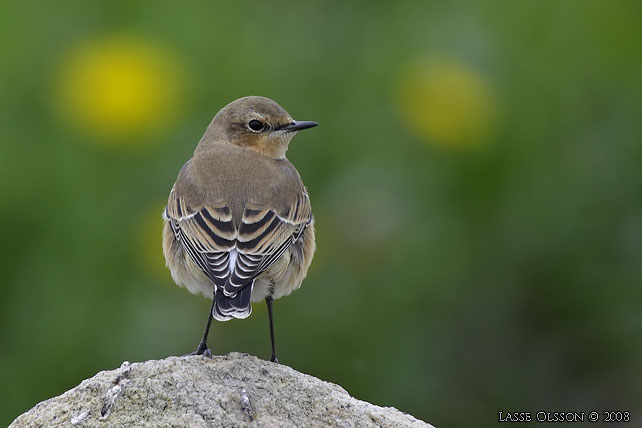 STENSKVTTA / NORTHERN WHEATEAR (Oenanthe oenanthe)