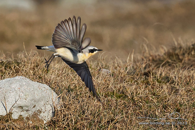 STENSKVÄTTA / NORTHERN WHEATEAR (Oenanthe oenanthe) - stor bild / full size