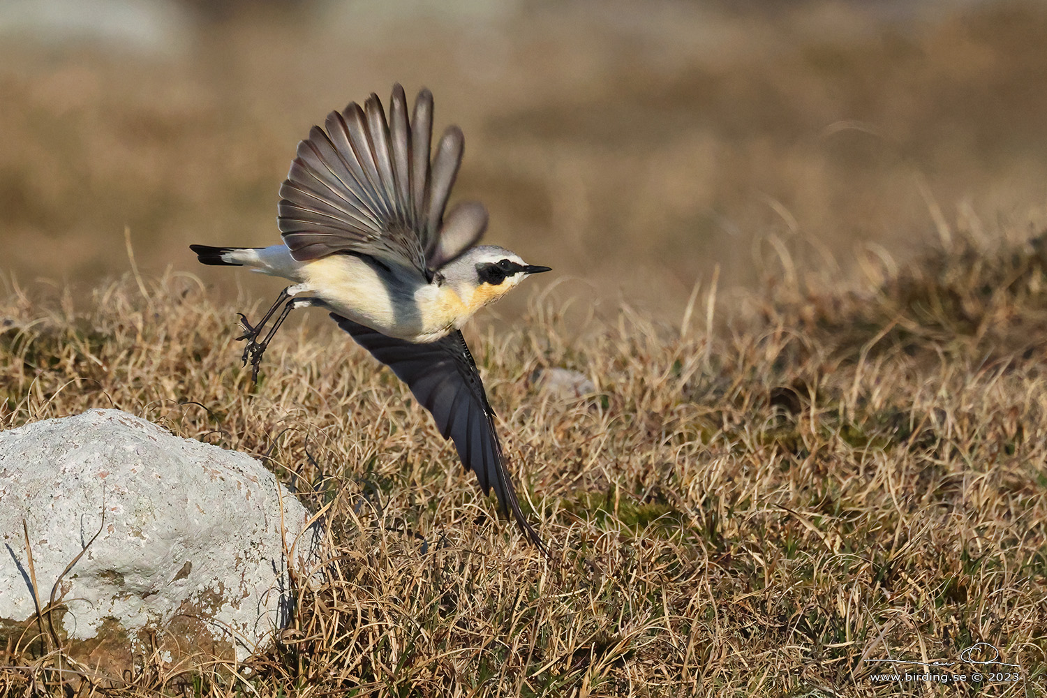 STENSKVTTA / NORTHERN WHEATEAR (Oenanthe oenanthe) - Stng / Close