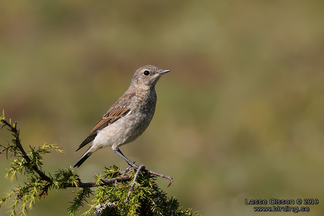 STENSKVTTA / NORTHERN WHEATEAR (Oenanthe oenanthe) - stor bild / full size