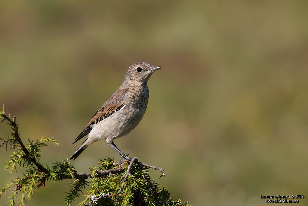 STENSKVTTA / NORTHERN WHEATEAR (Oenanthe oenanthe) - Stng / Close