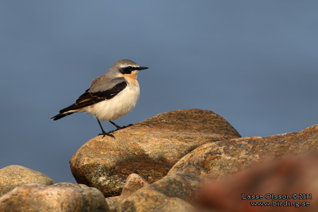 STENSKVÄTTA / NORTHERN WHEATEAR (Oenanthe oenanthe) - stor bild / full size