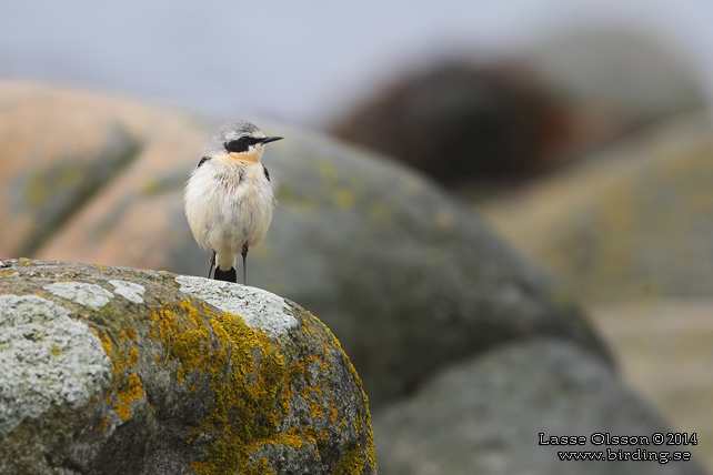 STENSKVÄTTA / NORTHERN WHEATEAR (Oenanthe oenanthe) - stor bild / full size