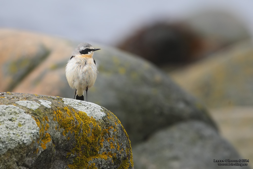 STENSKVTTA / NORTHERN WHEATEAR (Oenanthe oenanthe) - Stng / Close