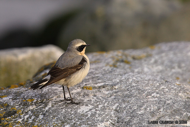 STENSKVTTA / NORTHERN WHEATEAR (Oenanthe oenanthe) - stor bild / full size