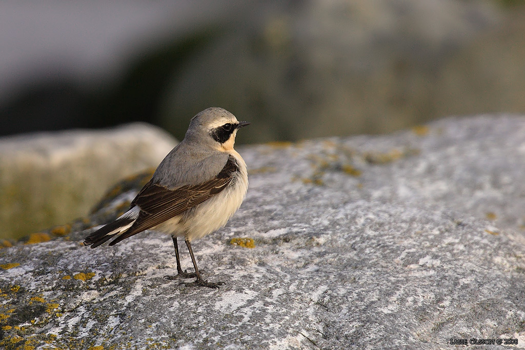 STENSKVTTA / NORTHERN WHEATEAR (Oenanthe oenanthe) - Stng / Close