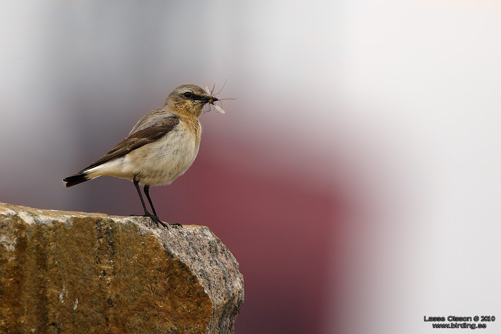 STENSKVTTA / NORTHERN WHEATEAR (Oenanthe oenanthe) - Stng / Close