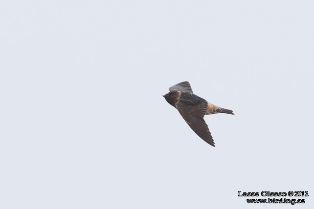 STENSVALA / AMERICAN CLIFF SWALLOW (Petrochelidon pyrrhonota) - stor bild / full size