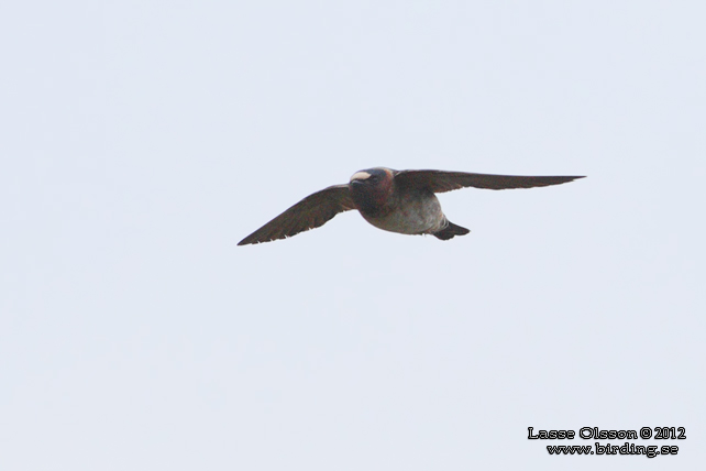 STENSVALA / AMERICAN CLIFF SWALLOW (Petrochelidon pyrrhonota) - stor bild / full size