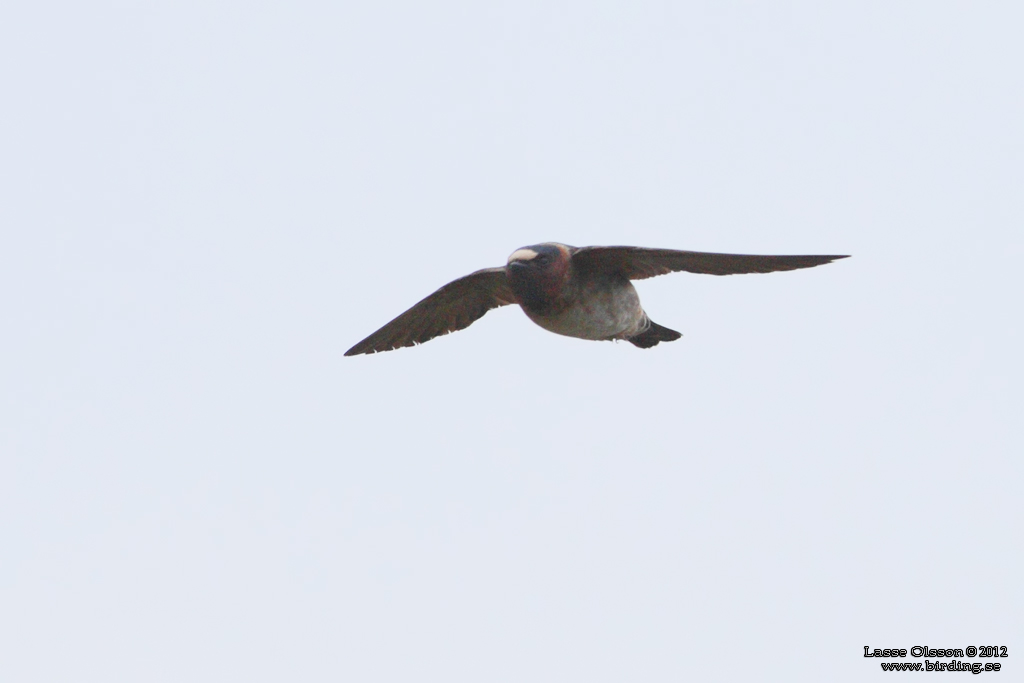 STENSVALA / AMERICAN CLIFF SWALLOW (Petrochelidon pyrrhonota) - Stäng / Close