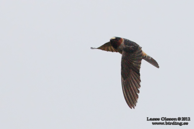 STENSVALA / AMERICAN CLIFF SWALLOW (Petrochelidon pyrrhonota) - stor bild / full size