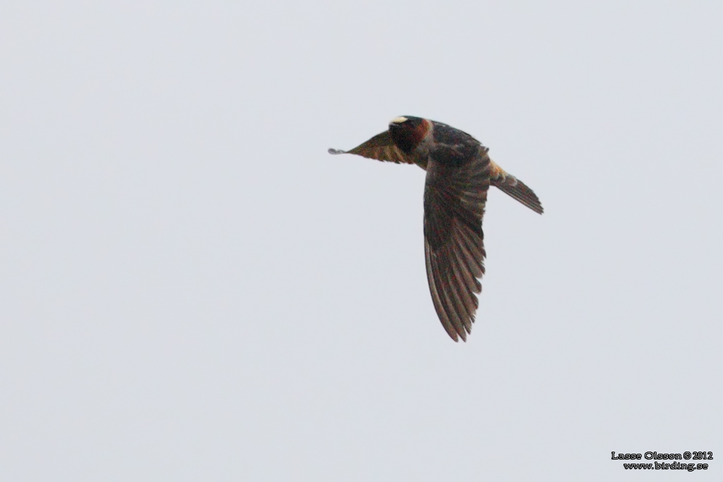 STENSVALA / AMERICAN CLIFF SWALLOW (Petrochelidon pyrrhonota) - Stäng / Close