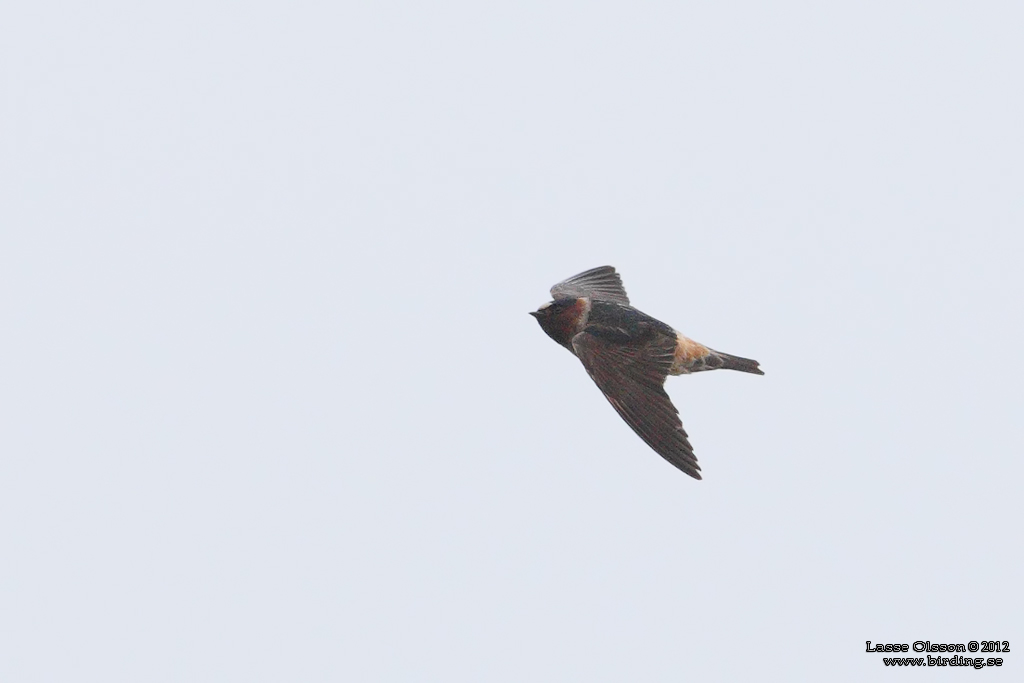 STENSVALA / AMERICAN CLIFF SWALLOW (Petrochelidon pyrrhonota) - Stäng / Close