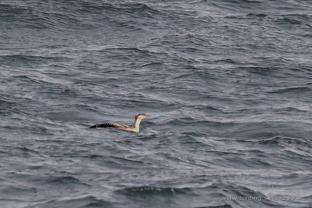 STILLAHAVSLOM / PACIFIC DIVER (Gavia pacifica) - stor bild / full size