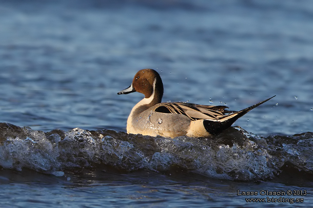 STJRTAND / NORTHERN PINTAIL (Anas acuta)