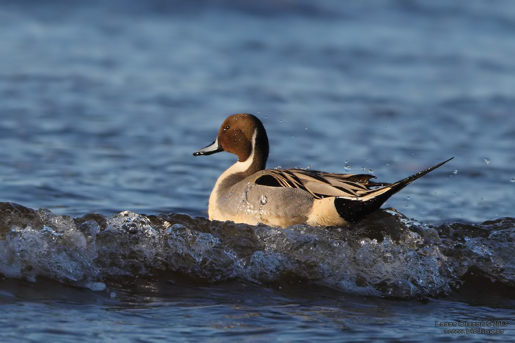 STJÄRTAND / NORTHERN PINTAIL (Anas acuta) - Stäng / Close