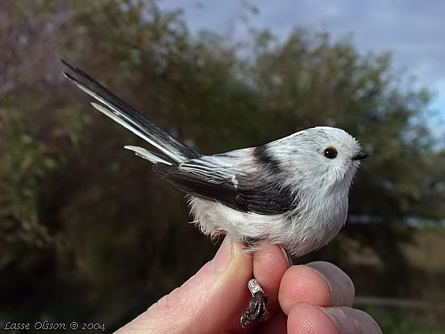 STJRTMES / LONG-TAILED TIT (Aegithalos caudatus)