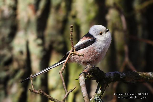 STJÄRTMES / LONG-TAILED TIT (Aegithalos caudatus) - stor bild / full size