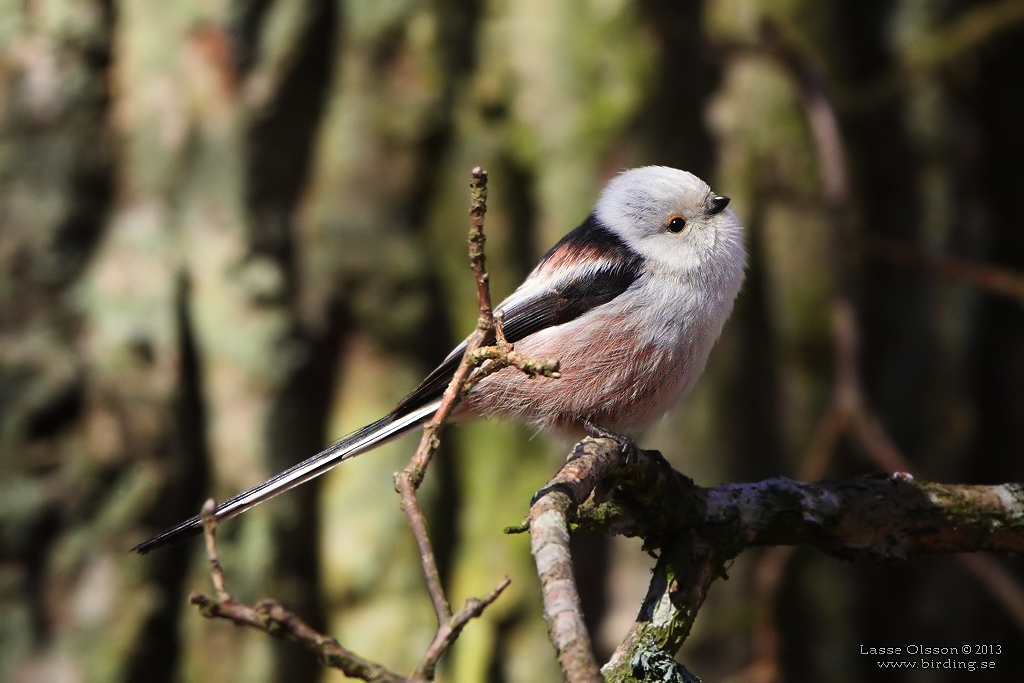 STJRTMES / LONG-TAILED TIT (Aegithalos caudatus) - Stng / Close