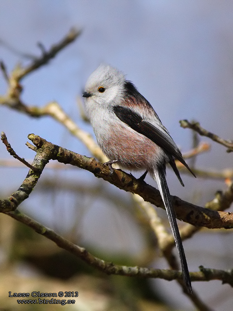 STJÄRTMES / LONG-TAILED TIT (Aegithalos caudatus) - stor bild / full size