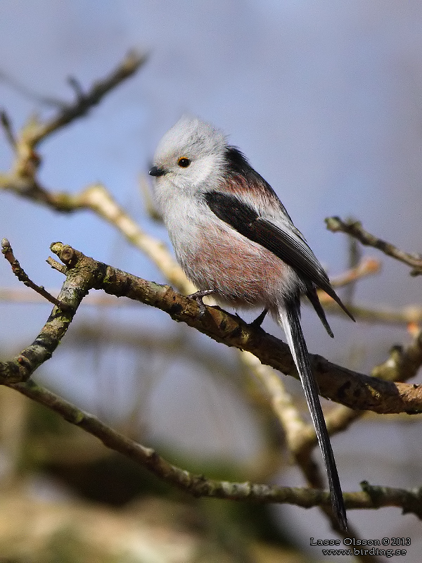 STJRTMES / LONG-TAILED TIT (Aegithalos caudatus) - Stng / Close