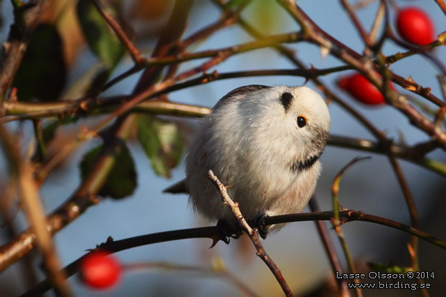 STJÄRTMES / LONG-TAILED TIT (Aegithalos caudatus) - stor bild / full size