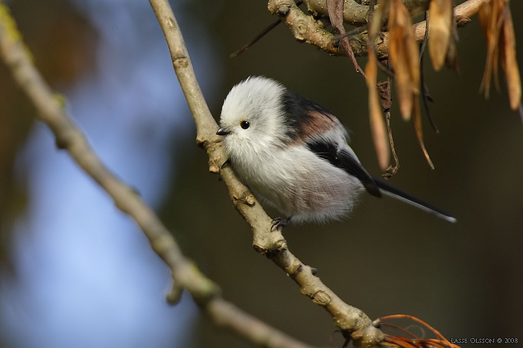 STJRTMES / LONG-TAILED TIT (Aegithalos caudatus) - Stng / Close