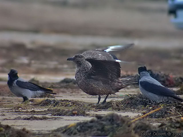 STORLABB / GREAT SKUA  (Stercorarius skua)