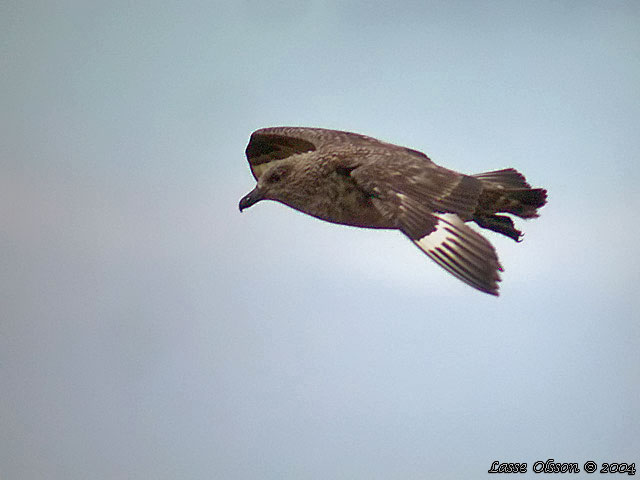 STORLABB / GREAT SKUA  (Stercorarius skua)