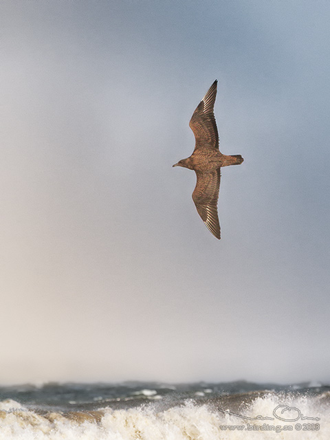 STORLABB / GREAT SKUA  (Stercorarius skua) - stor bid / full size