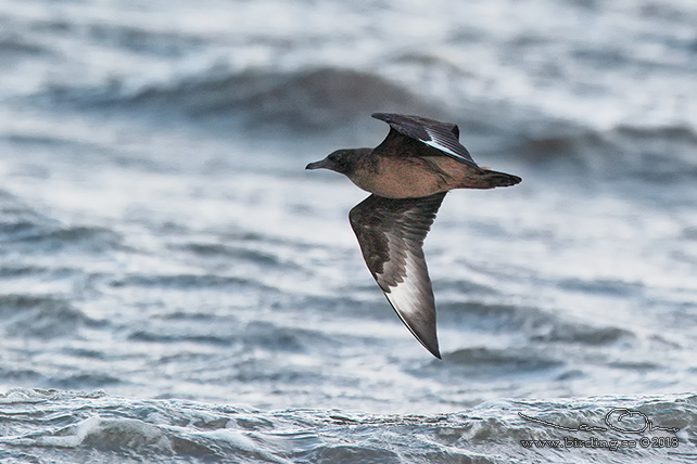 STORLABB / GREAT SKUA  (Stercorarius skua) - stor bid / full size