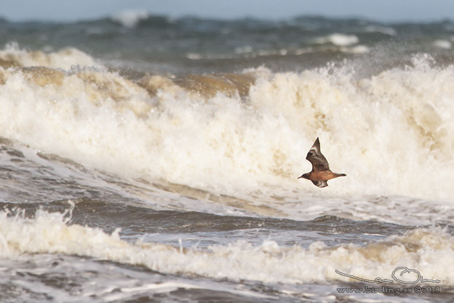 STORLABB / GREAT SKUA  (Stercorarius skua) - stor bid / full size