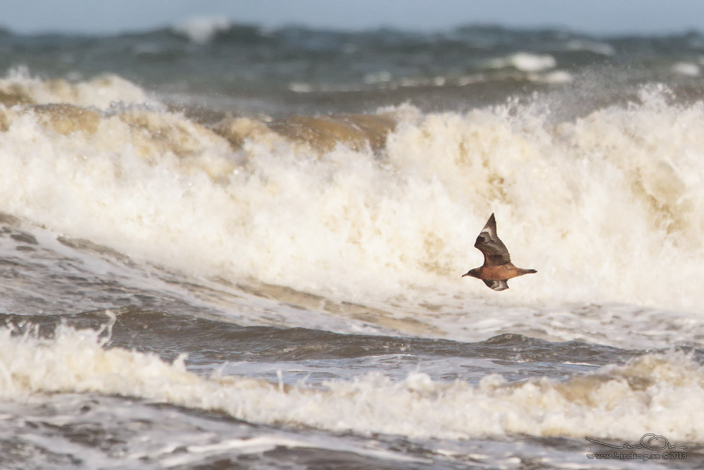 STORLABB / GREAT SKUA  (Stercorarius skua) - Stäng / Close