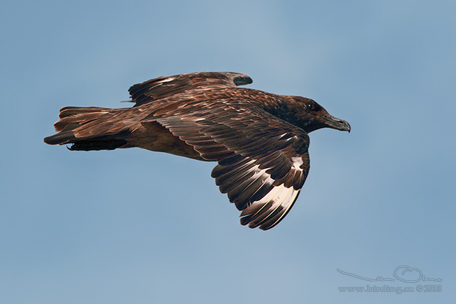 STORLABB / GREAT SKUA  (Stercorarius skua) - stor bid / full size