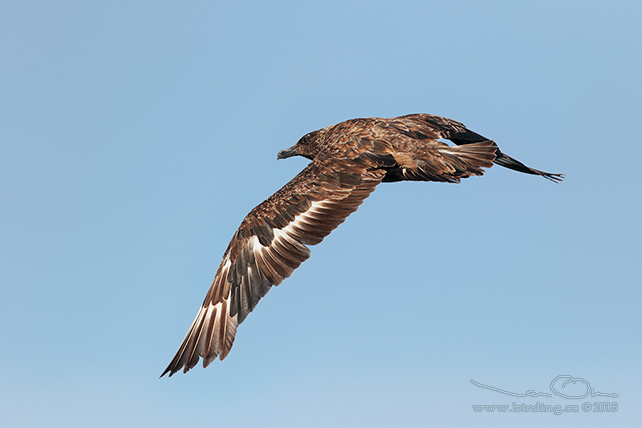 STORLABB / GREAT SKUA  (Stercorarius skua) - stor bid / full size