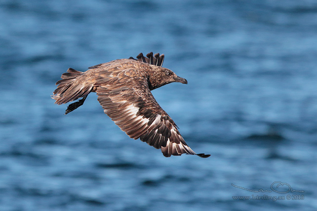 STORLABB / GREAT SKUA  (Stercorarius skua) - stor bid / full size