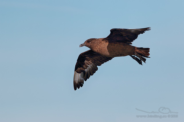 STORLABB / GREAT SKUA  (Stercorarius skua) - stor bid / full size