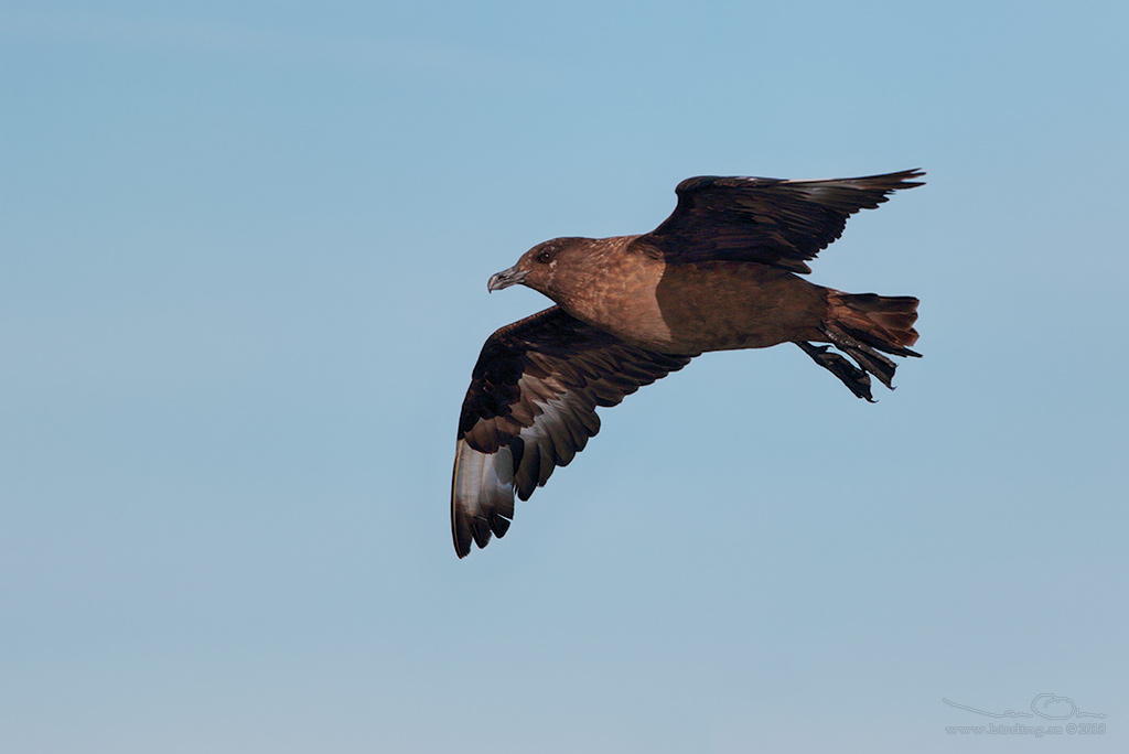 STORLABB / GREAT SKUA  (Stercorarius skua) - Stäng / Close