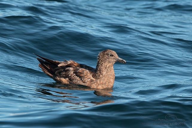 STORLABB / GREAT SKUA  (Stercorarius skua) - stor bid / full size