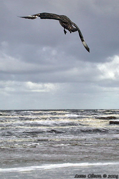 STORLABB / GREAT SKUA  (Stercorarius skua)