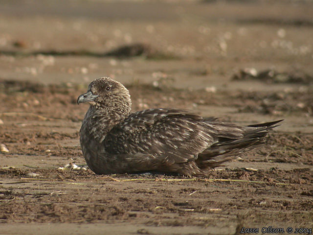 STORLABB / GREAT SKUA  (Stercorarius skua)