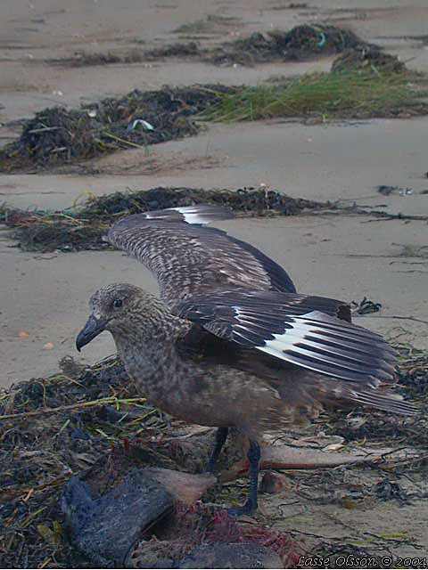 STORLABB / GREAT SKUA  (Stercorarius skua)