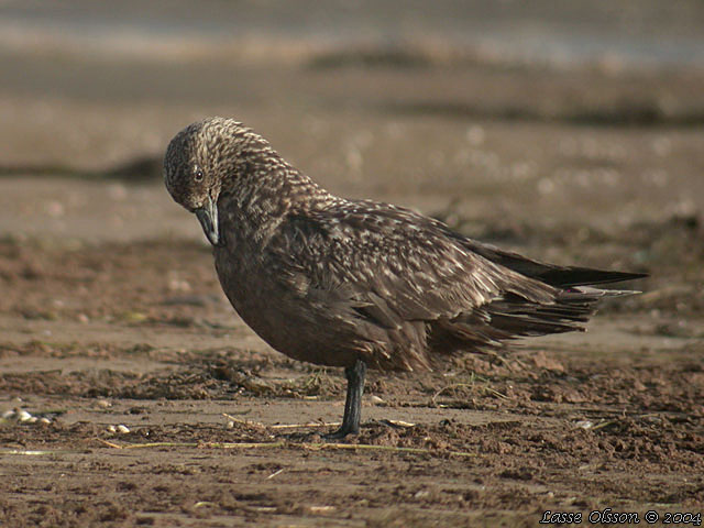 STORLABB / GREAT SKUA  (Stercorarius skua)