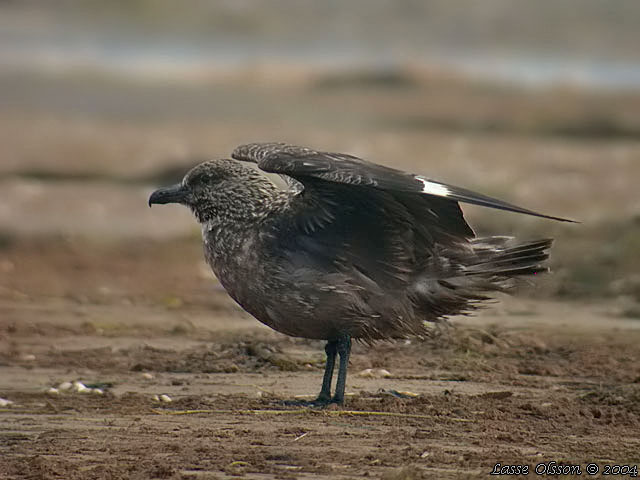 STORLABB / GREAT SKUA  (Stercorarius skua)