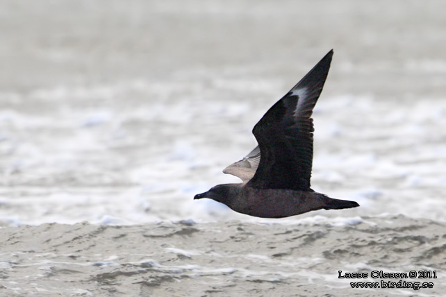 STORLABB / GREAT SKUA  (Stercorarius skua)STORLABB / GREAT SKUA  (Stercorarius skua) - stor bid / full size